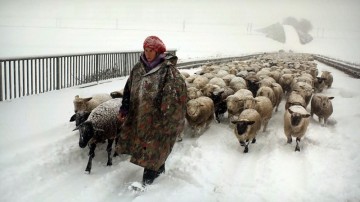 Winter Nomads