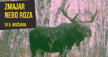 Zmajar i Nebo roza u Močvari
